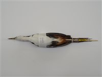 藏品(白腹秧雞)的圖片
